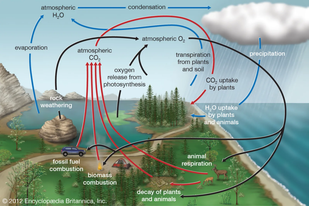 First of all, the Reactive Nature of oxygen makes it special: