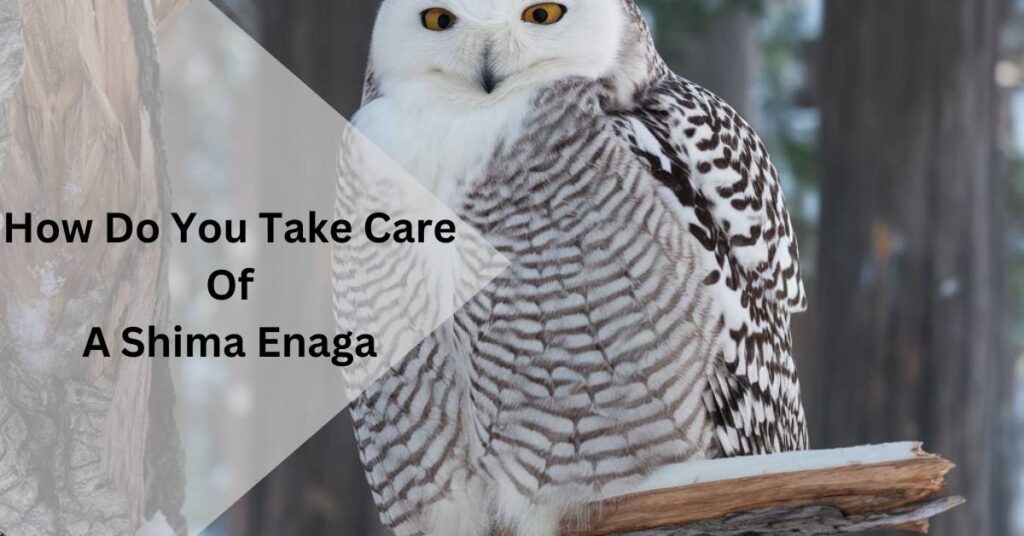 How Do You Take Care Of A Shima Enaga